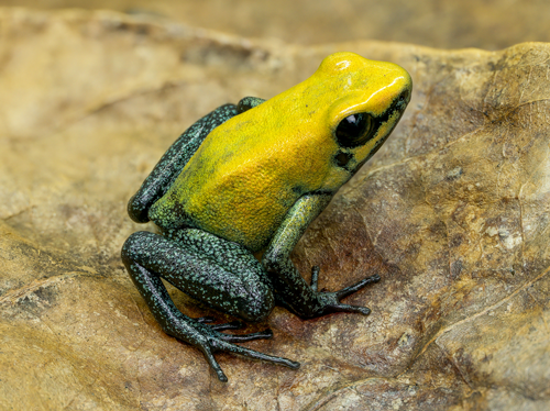 Familienausflug Terrarium im Vivaristik-Zentrum Mainz