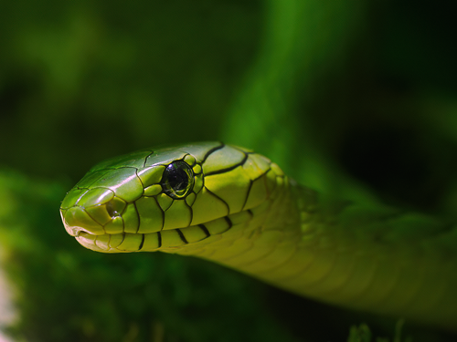 Kind mit Echse im Reptilienzoo Vivaristik-Zentrum Mainz